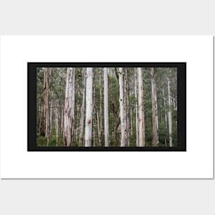 Trees Deep in the Yarra Ranges Posters and Art